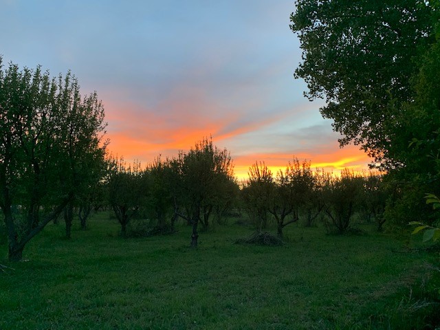Apple Orchard at Sunset